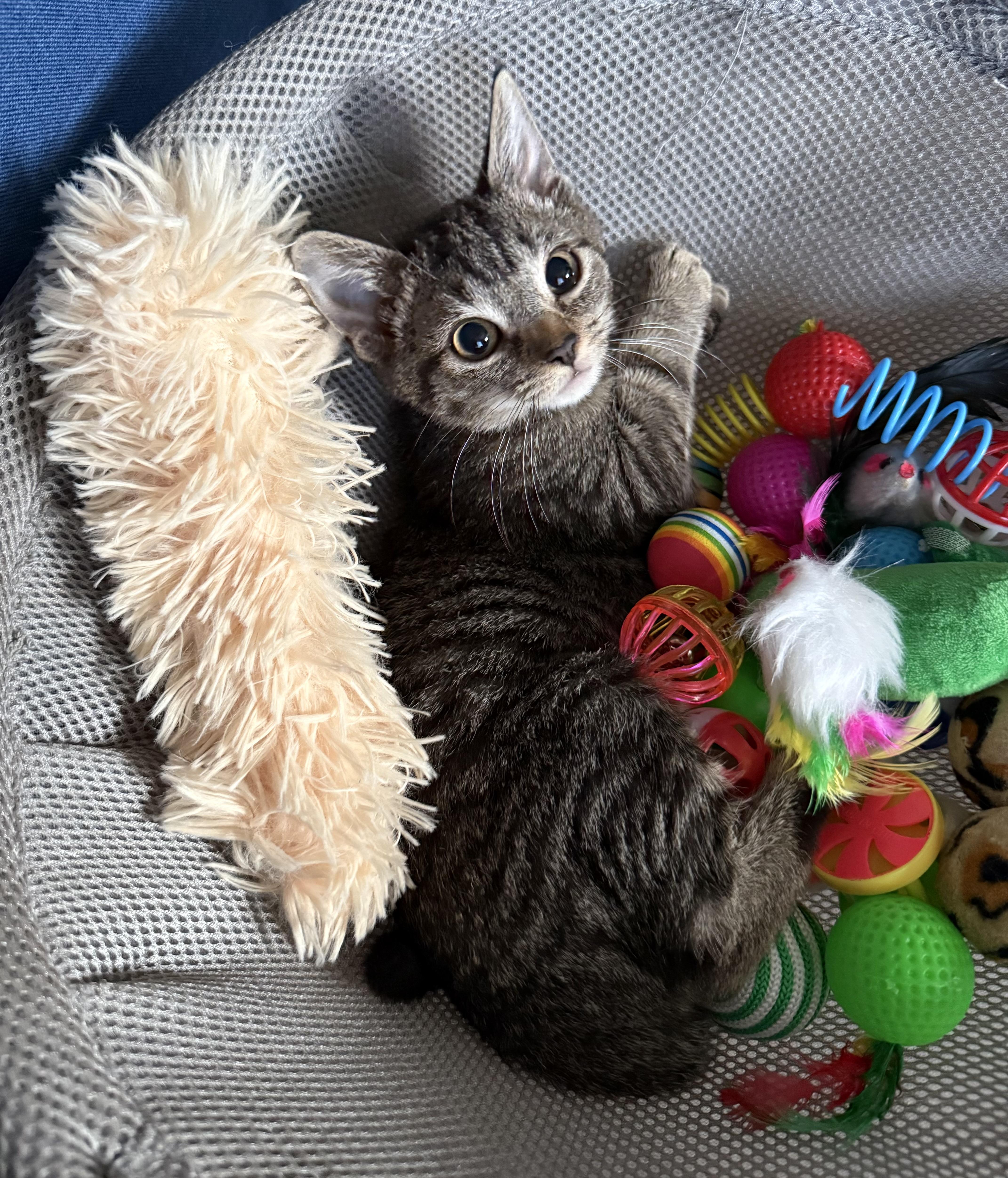 Enlarge Maple, a Adoptable Tabby in Turnersville, NJ image 6/6