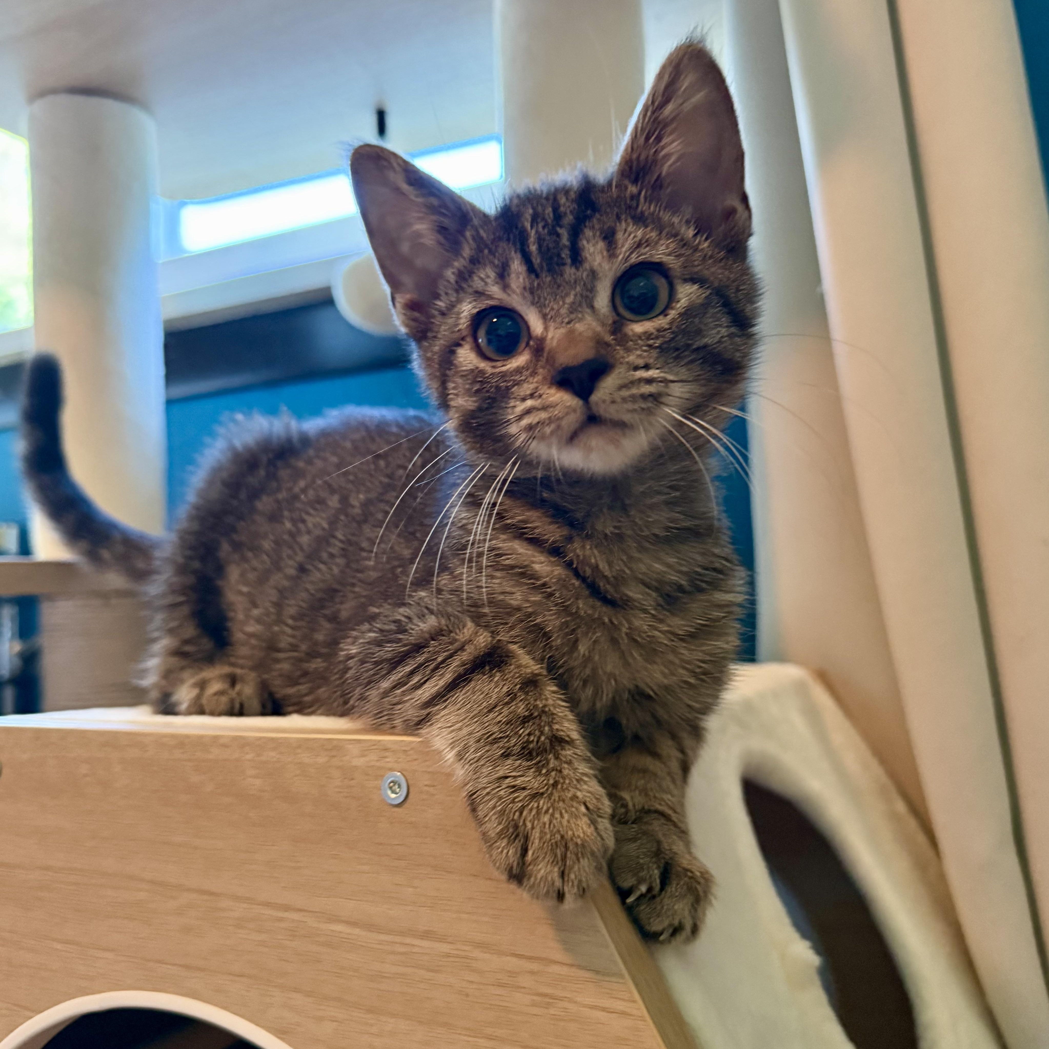 Maple, Adoptable, Young Female Tabby.