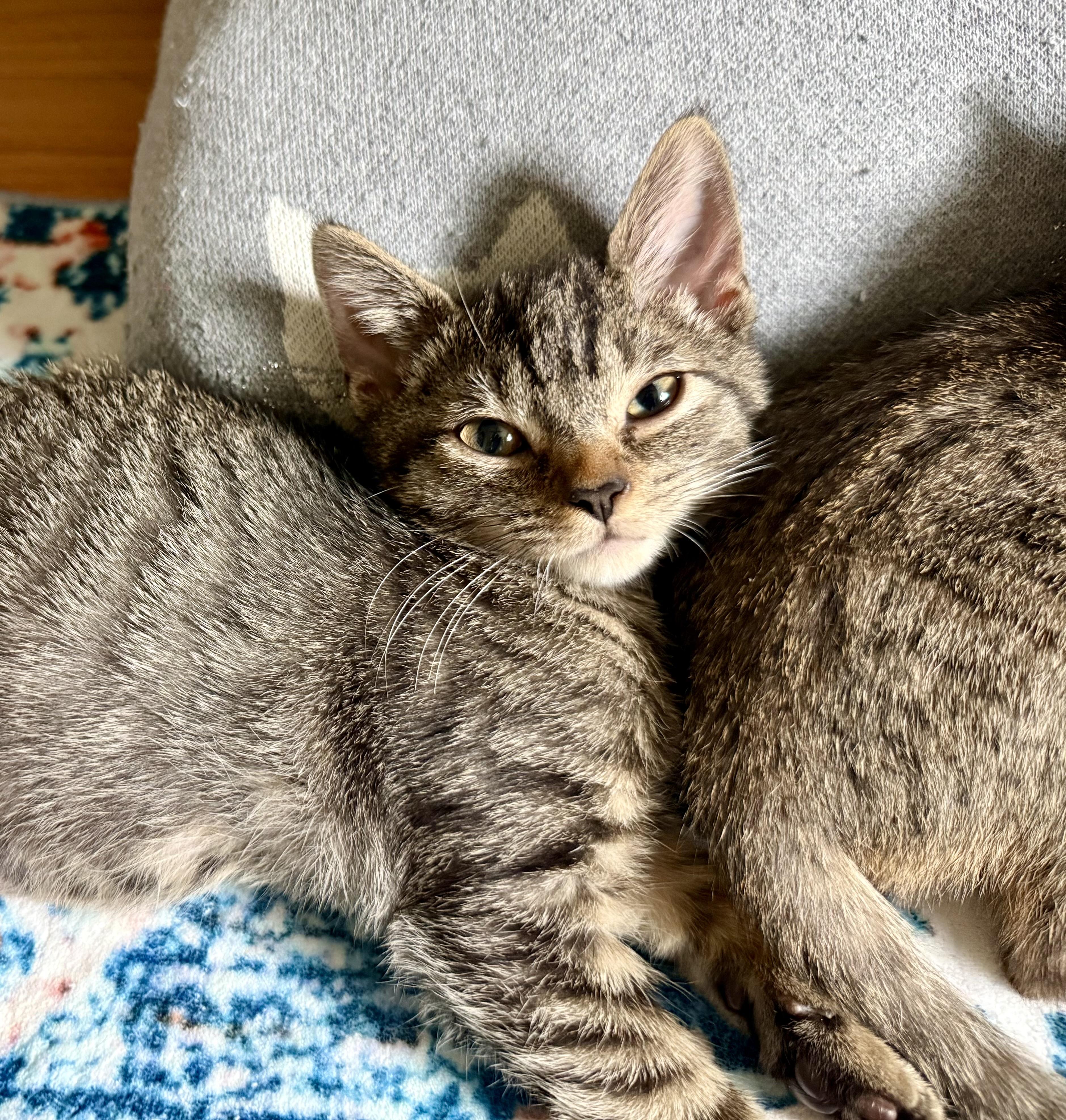 Enlarge Maple, a Adoptable Tabby in Turnersville, NJ image 3/6