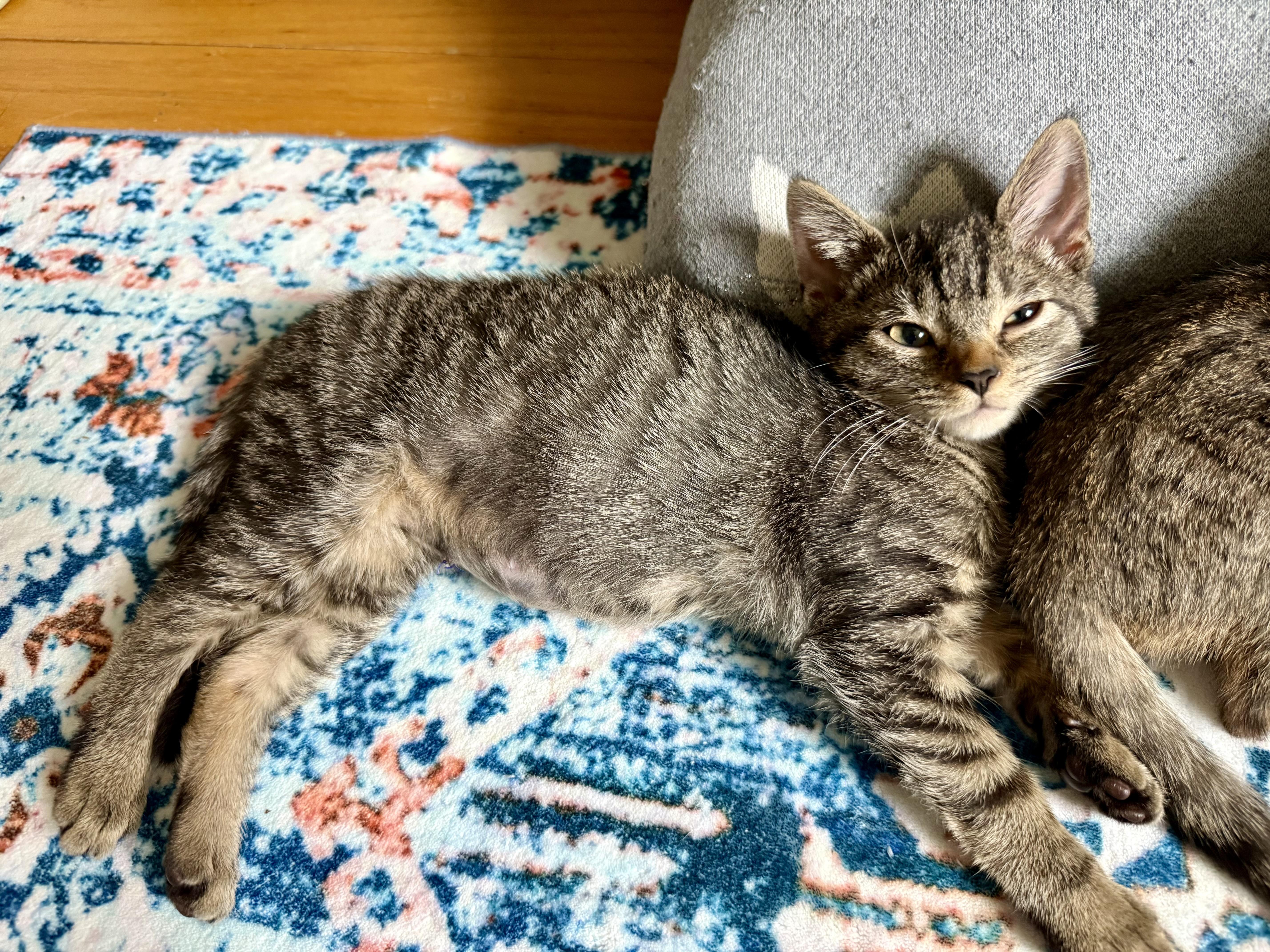 Enlarge Maple, a Adoptable Tabby in Turnersville, NJ image 4/6