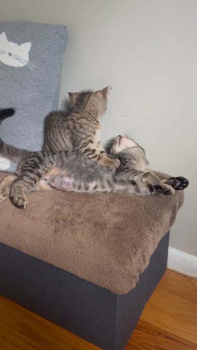 Enlarge Maple, a Adoptable Tabby in Turnersville, NJ video 5/6