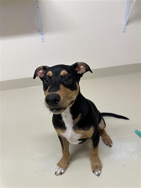 CHAMP, Adoptable, Puppy Male Doberman Pinscher.