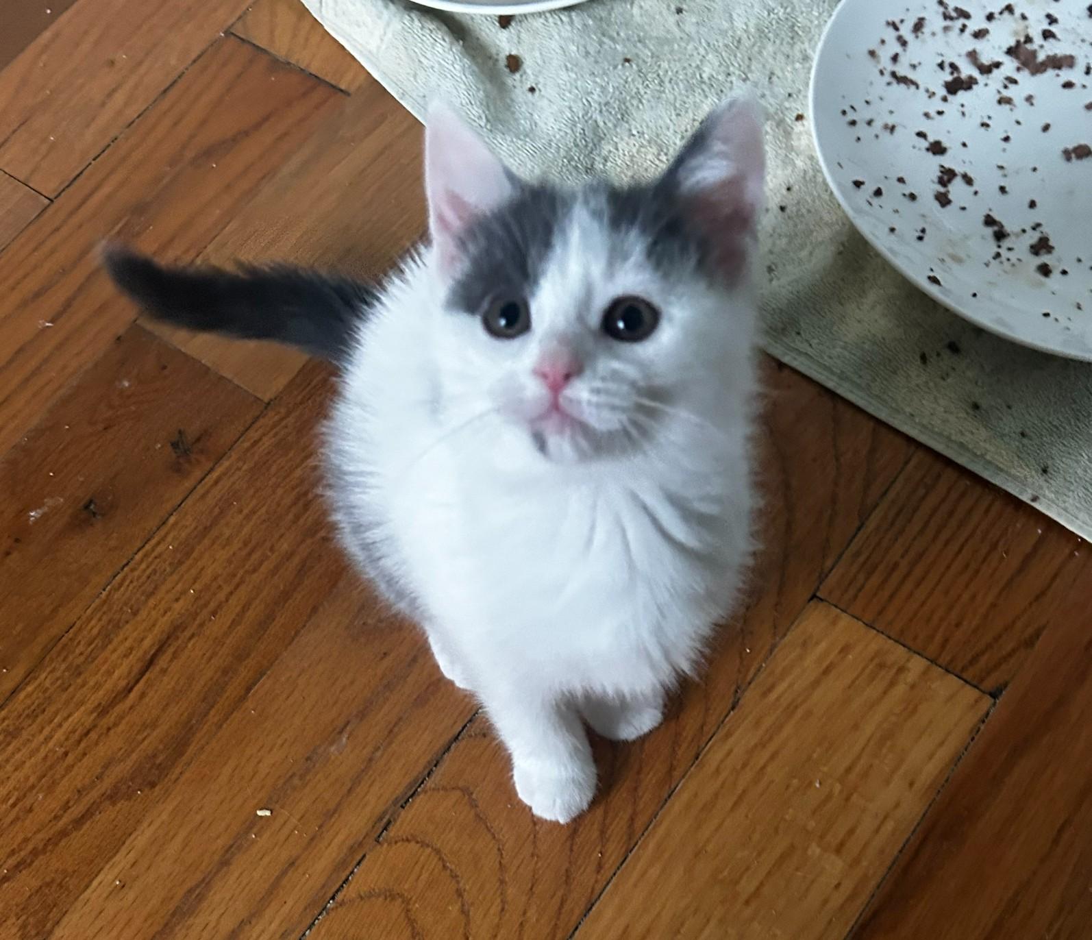 Lemon, a ADOPTABLE Domestic Short Hair in Macomb, MI image 3/4
