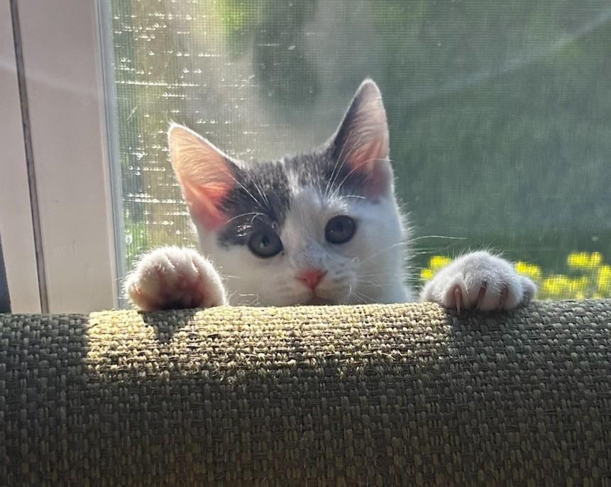 Lemon, ADOPTABLE, Kitten Female Domestic Short Hair.