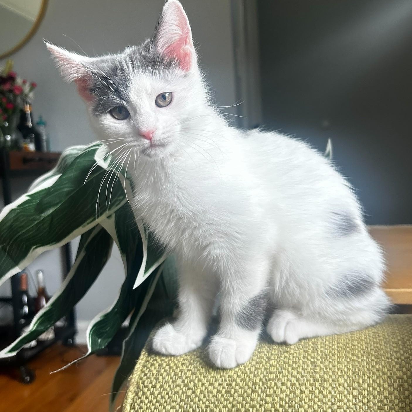 Lemon, ADOPTABLE, Kitten Female Domestic Short Hair.