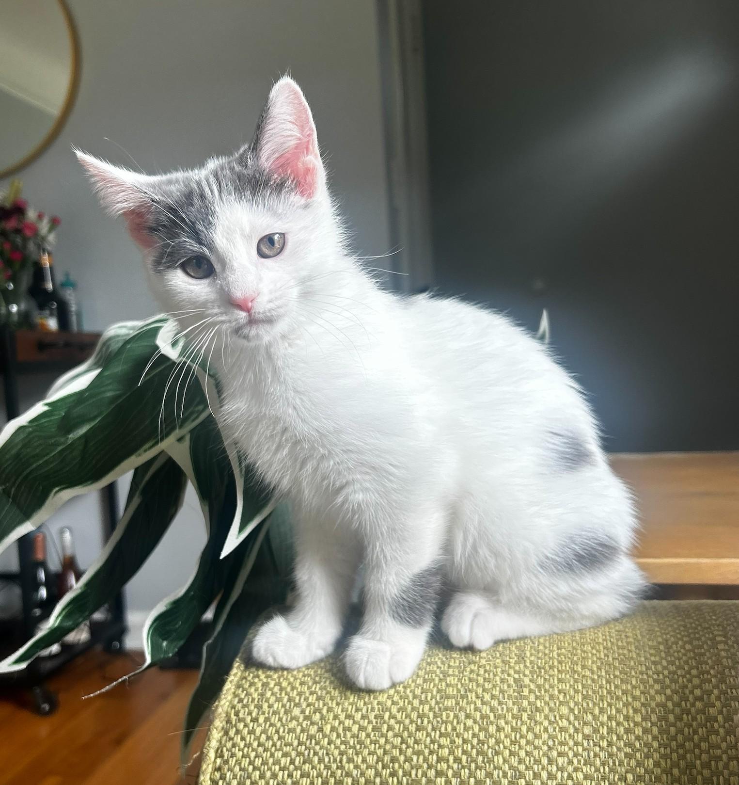 Lemon, a ADOPTABLE Domestic Short Hair in Macomb, MI image 2/4