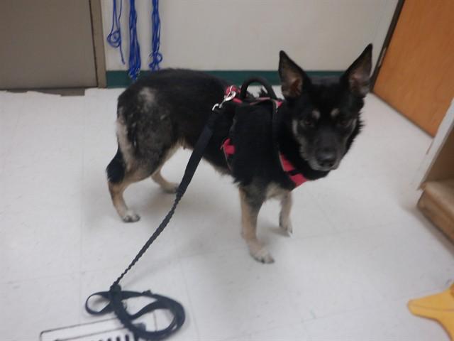 BELLA, Adoptable, Adult Female German Shepherd Dog & Mixed Breed.