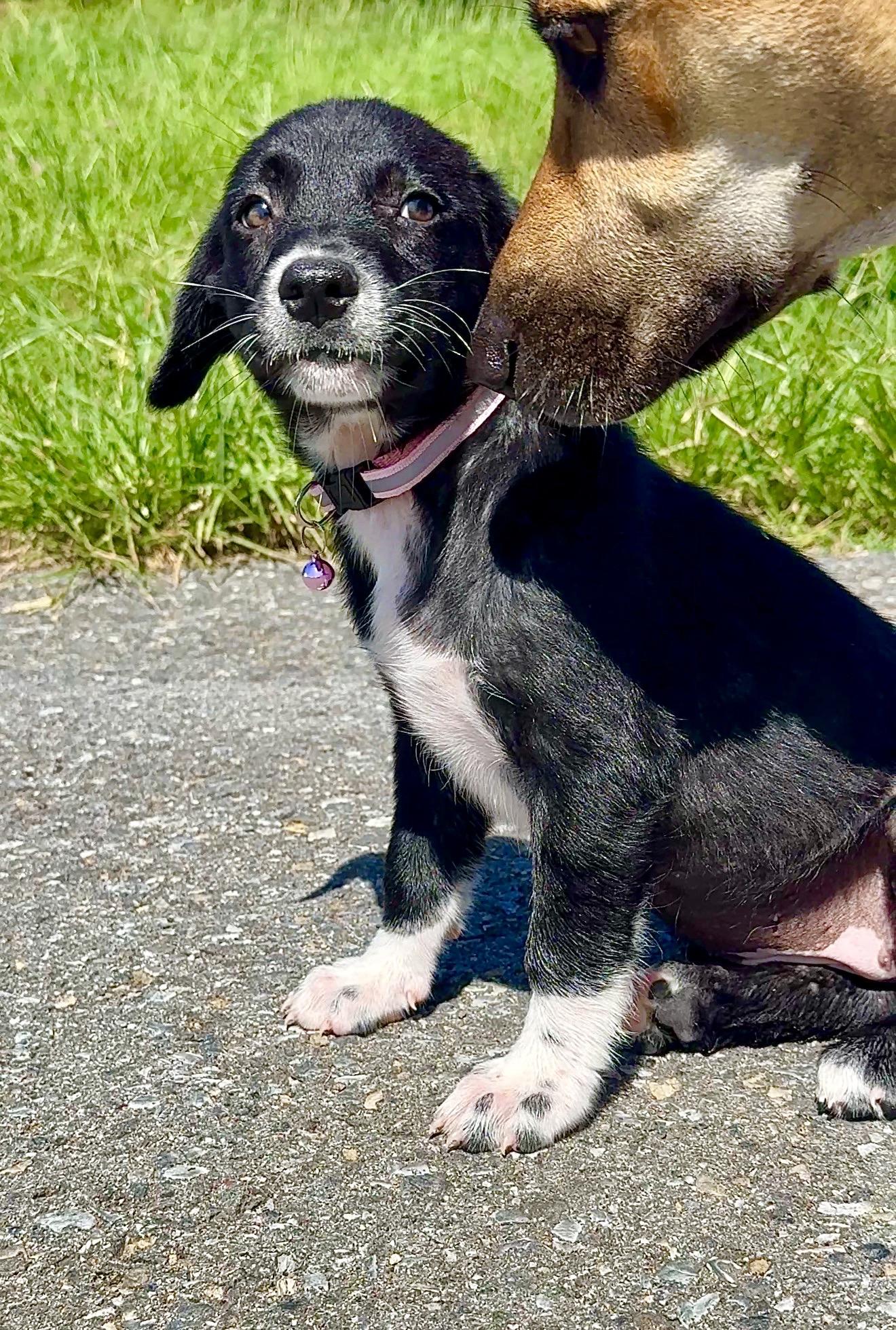 Enlarge Ms.Socks - white paws, Loving, Girl Puppy *LOW FEE*, an adopted mixed breed in Brooklyn , NY image 4/6