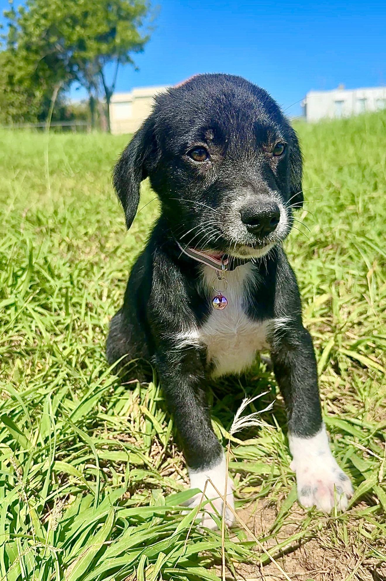 Enlarge Ms.Socks - white paws, Loving, Girl Puppy *LOW FEE*, an adopted mixed breed in Brooklyn , NY image 5/6