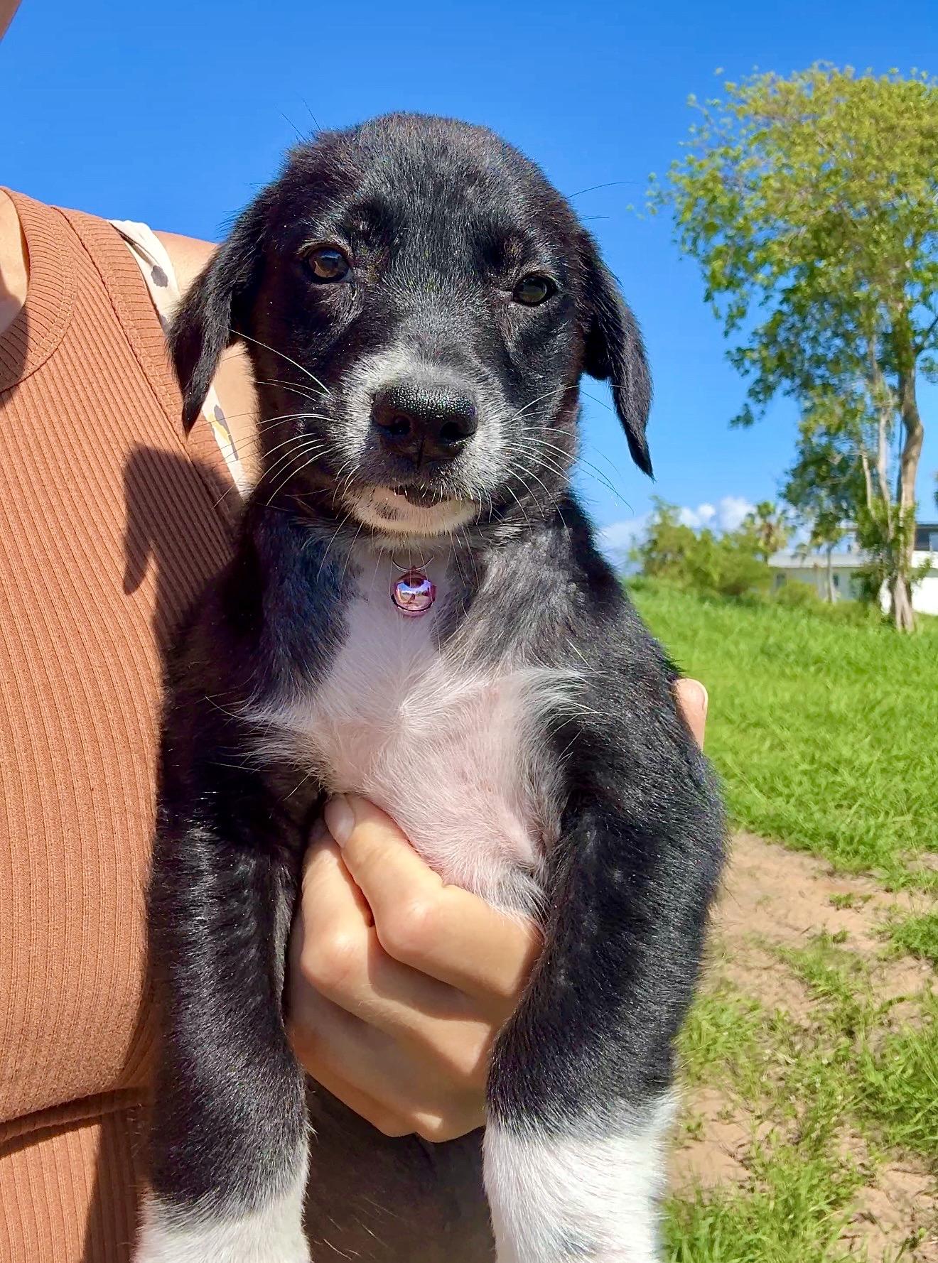 Ms.Socks - white paws, Loving, Girl Puppy *LOW FEE*, adopted, Puppy Female Labrador Retriever & Shepherd.