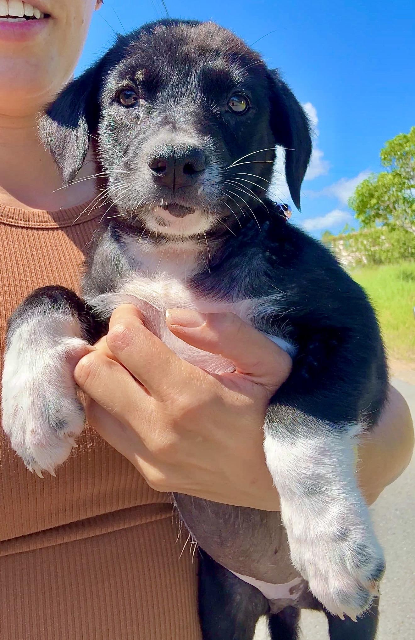 Enlarge Ms.Socks - white paws, Loving, Girl Puppy *LOW FEE*, an adopted mixed breed in Brooklyn , NY image 6/6