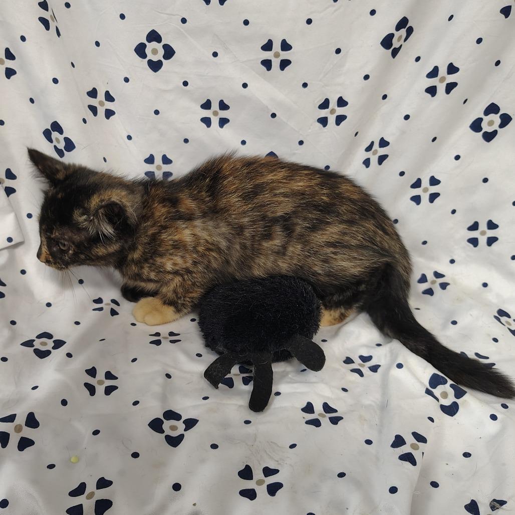 Turtle, Adoptable, Kitten Female Domestic Short Hair.