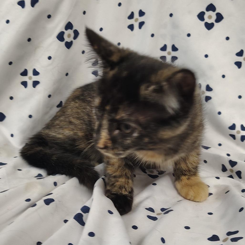 Enlarge Turtle, a Adoptable Domestic Short Hair in Coos Bay, OR image 2/6