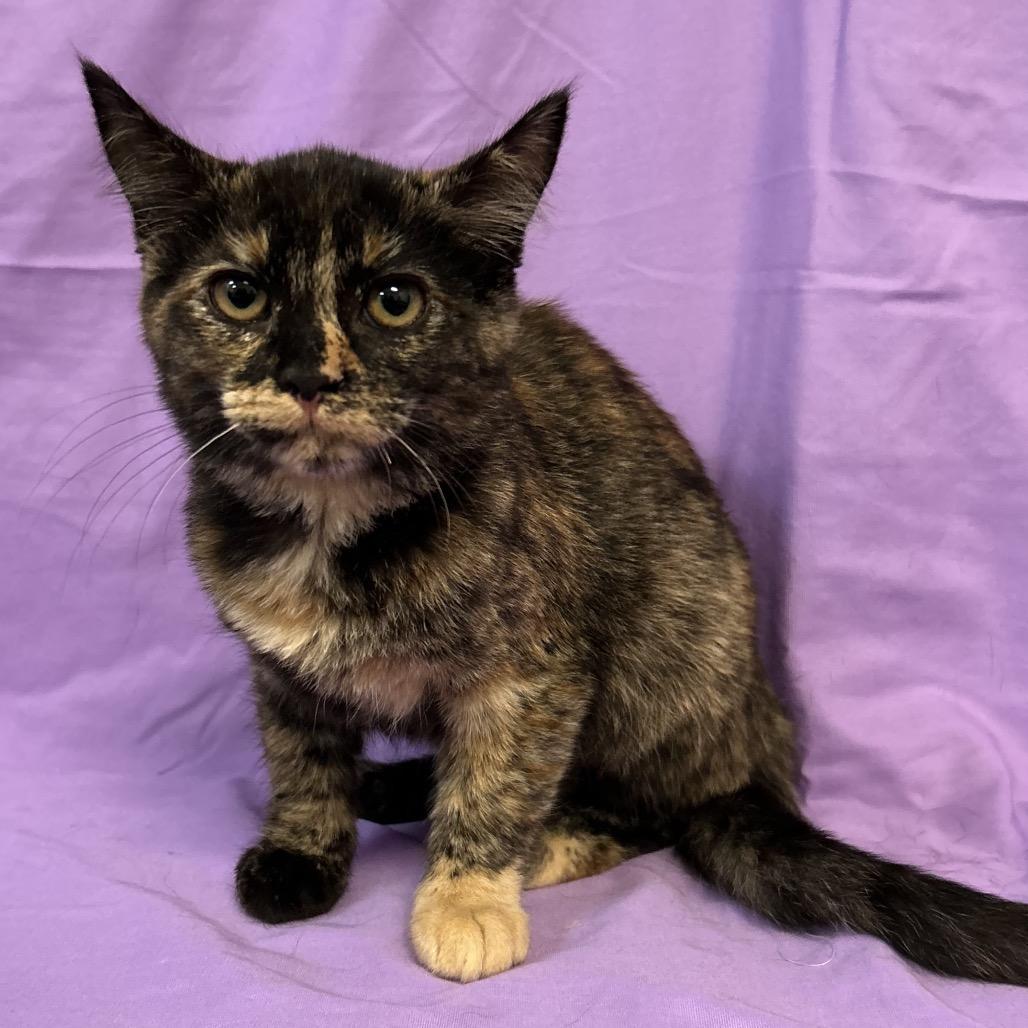 Enlarge Turtle, a Adoptable Domestic Short Hair in Coos Bay, OR image 3/6