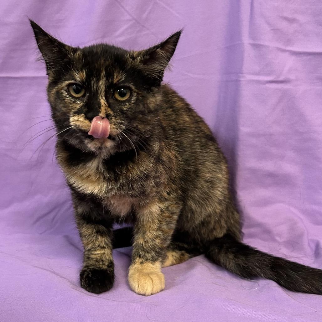 Enlarge Turtle, a Adoptable Domestic Short Hair in Coos Bay, OR image 4/6