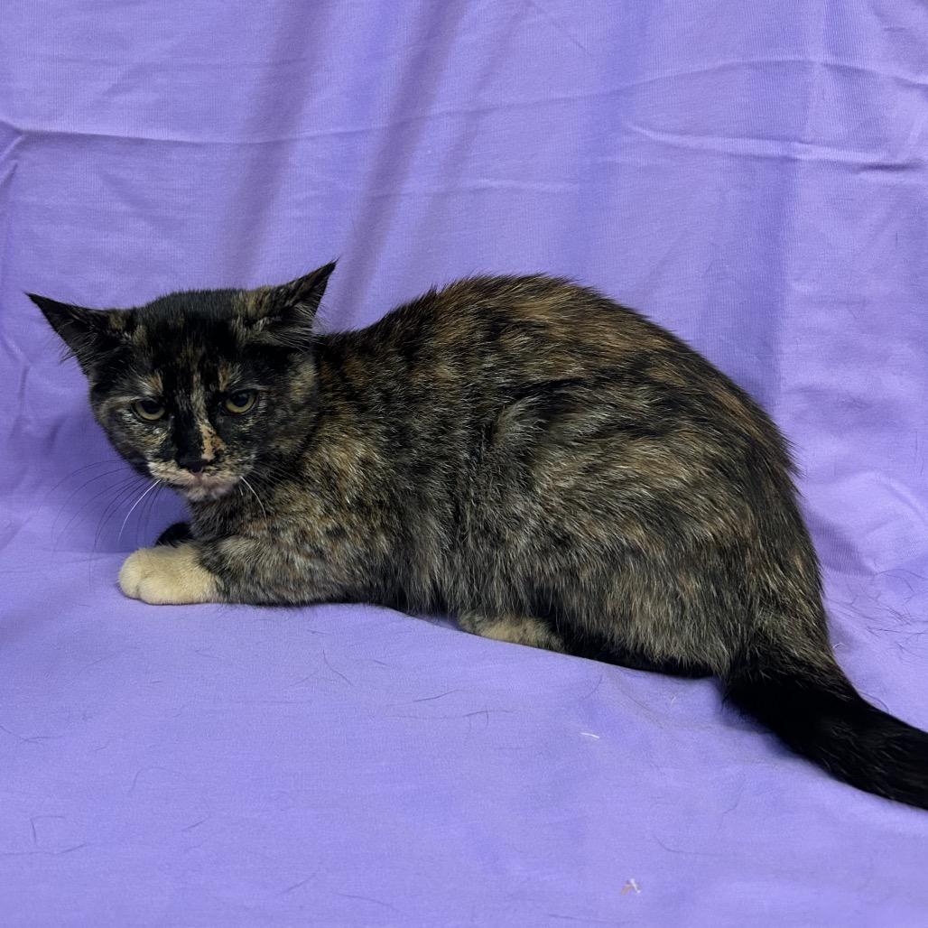 Enlarge Turtle, a Adoptable Domestic Short Hair in Coos Bay, OR image 5/6