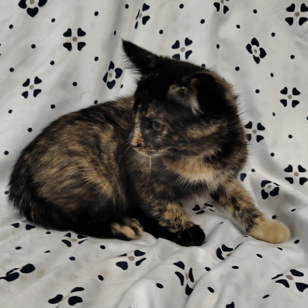 Enlarge Turtle, a Adoptable Domestic Short Hair in Coos Bay, OR image 6/6