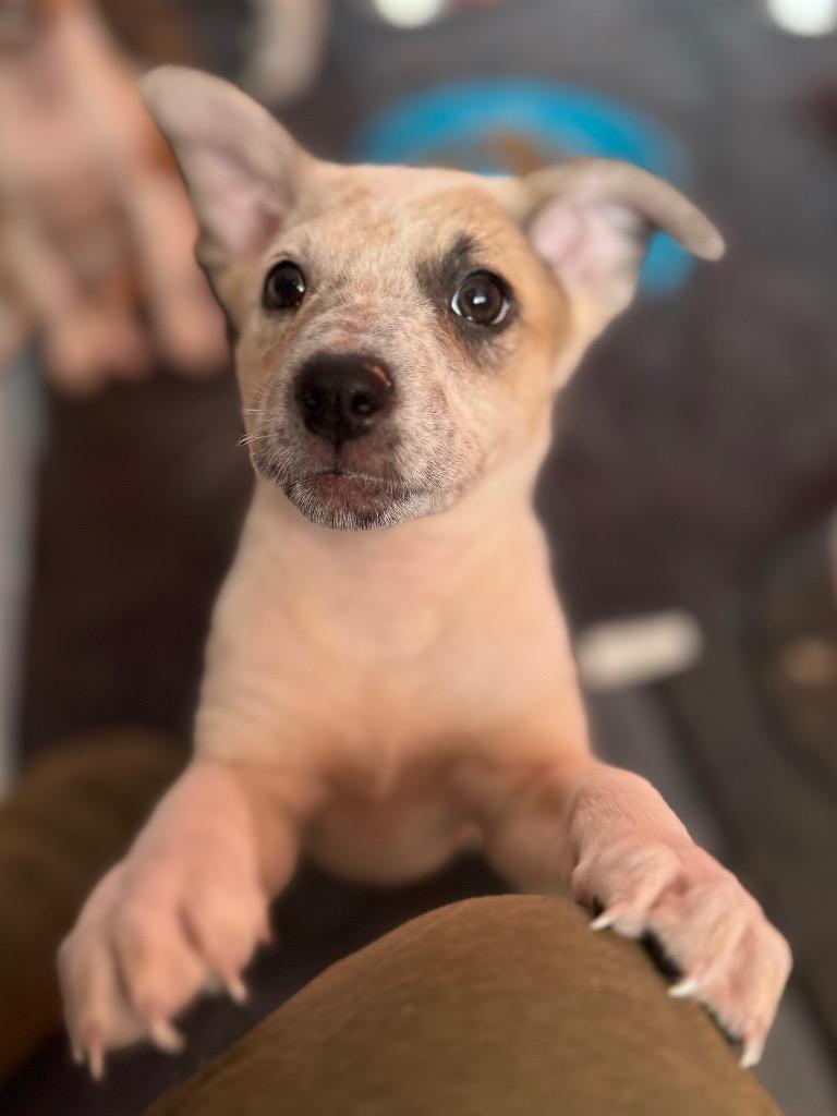 Liv, Adoptable, Puppy Female Cattle Dog.