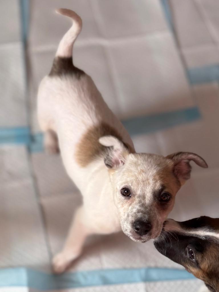 Enlarge Liv, a Adoptable Cattle Dog in Fort Lupton, CO image 2/6
