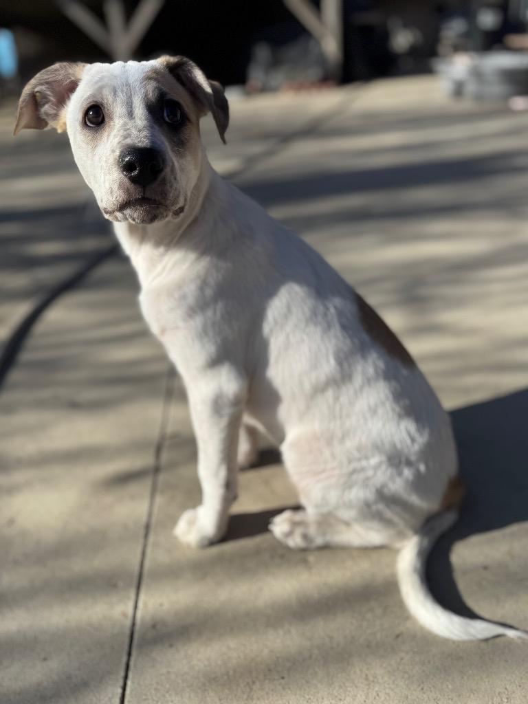 Enlarge Liv, a Adoptable Cattle Dog in Fort Lupton, CO image 5/6