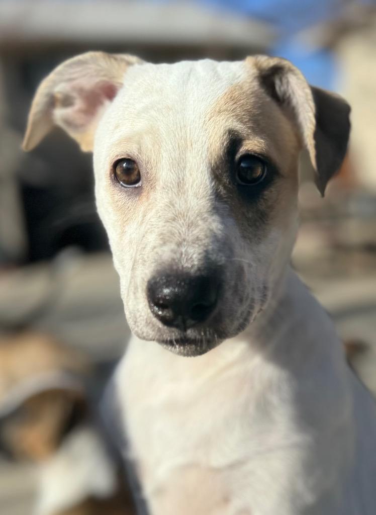 Enlarge Liv, a Adoptable Cattle Dog in Fort Lupton, CO image 6/6