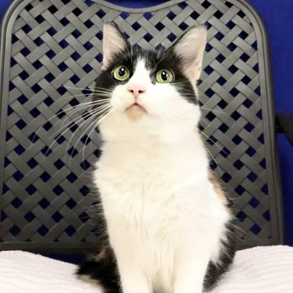 Darla, Adoptable, Adult Female Domestic Short Hair.