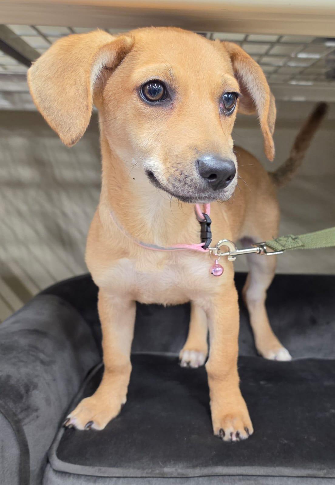 Cherry, Adopted, Young Female Dachshund & Beagle.