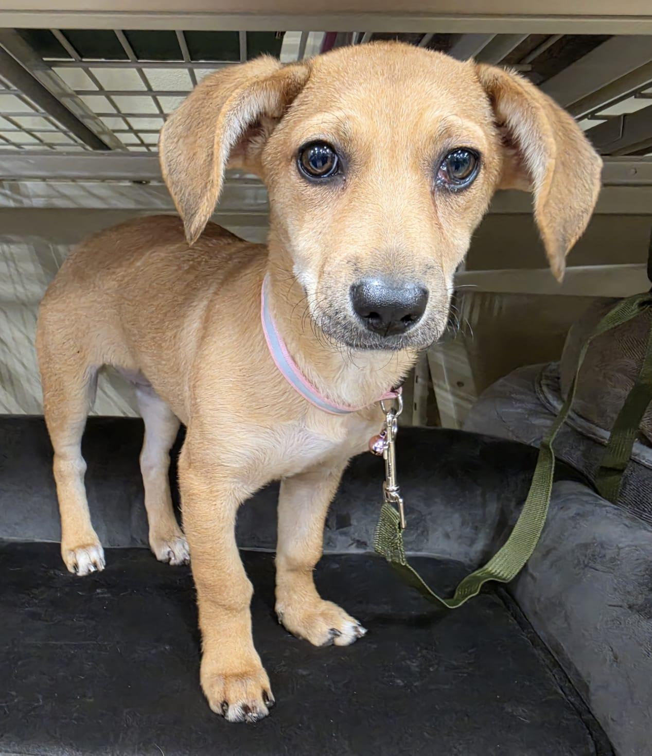 Enlarge Cherry, a Adopted mixed breed in San Antonio, TX image 2/2