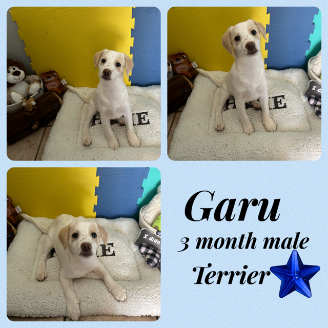 GARU - 3 MONTH TERRIER MIX MALE @ PETCO, 5011 E. RAY ROAD, PHOENIX 85044 SATURDAY, MARCH 30th