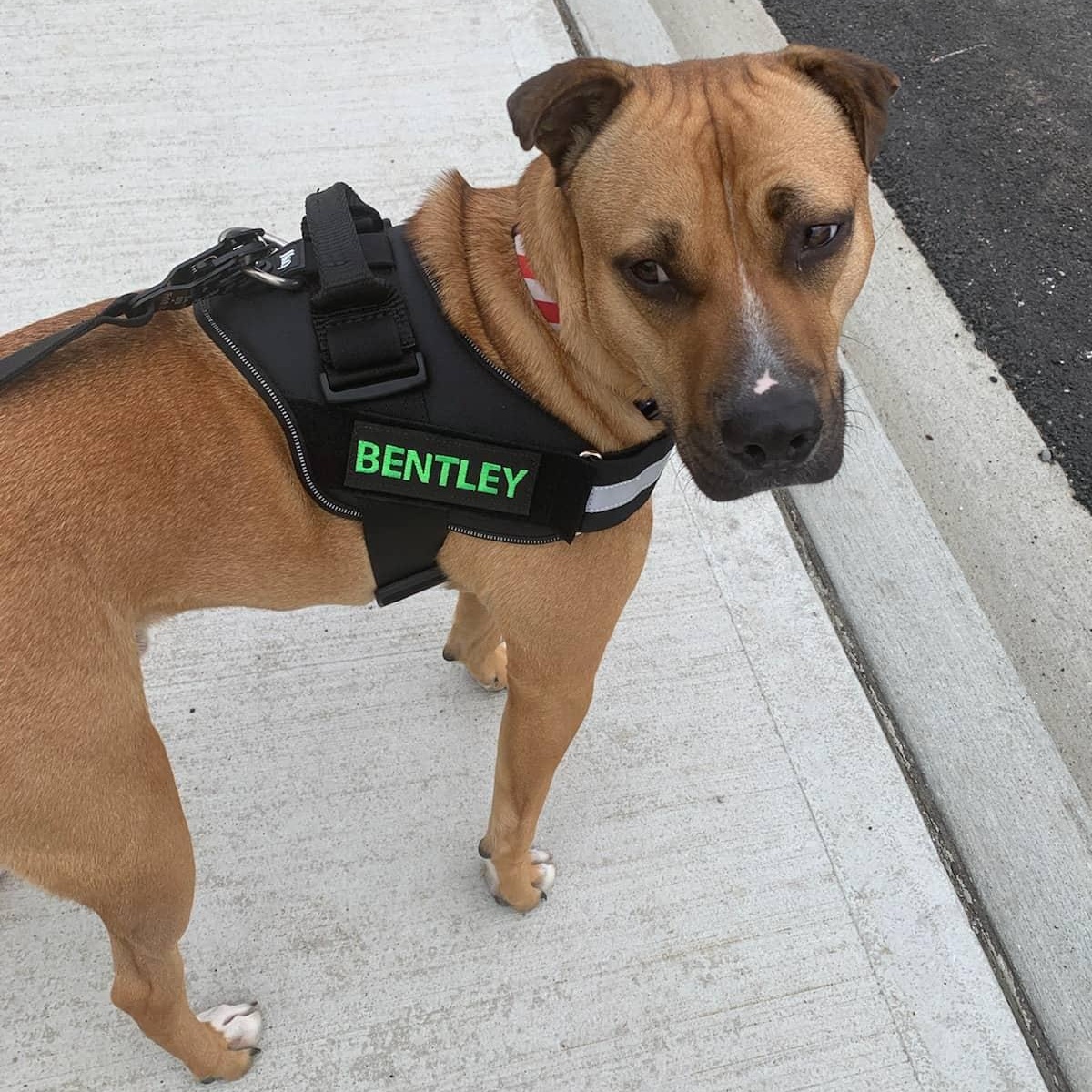 Enlarge Bentley, a Adoptable mixed breed in Seattle, WA image 4/6