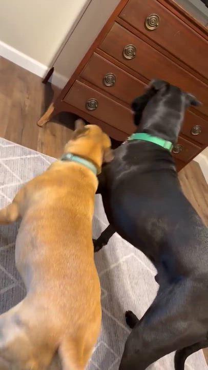 Enlarge Bentley, a Adoptable mixed breed in Seattle, WA video 5/6