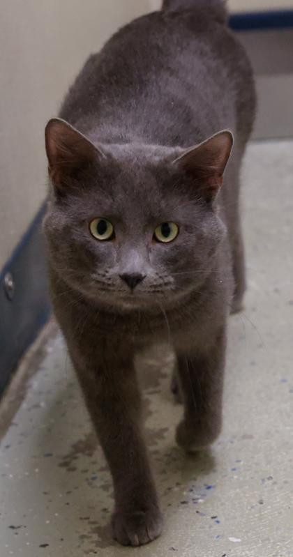 Enlarge Indigo 2, a Adoptable mixed breed in Baraboo, WI image 1/3