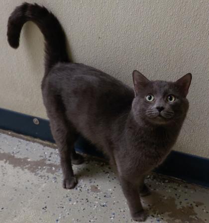 Enlarge Indigo 2, a Adoptable mixed breed in Baraboo, WI image 3/3