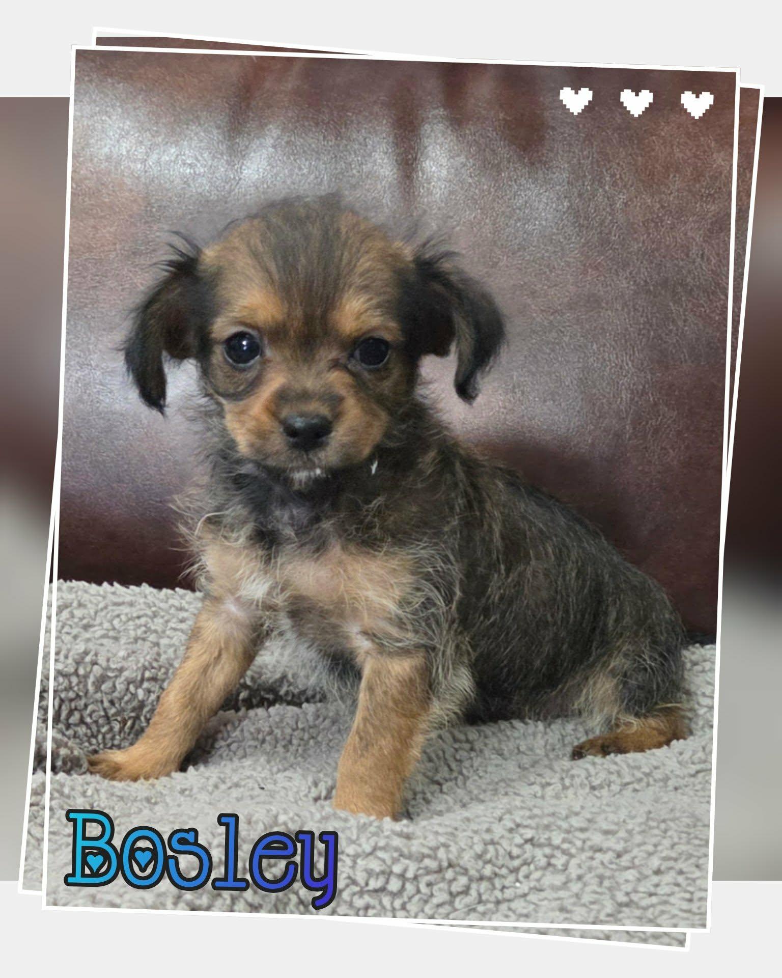 Bosley, a ADOPTABLE mixed breed in Grove, OK image 2/5