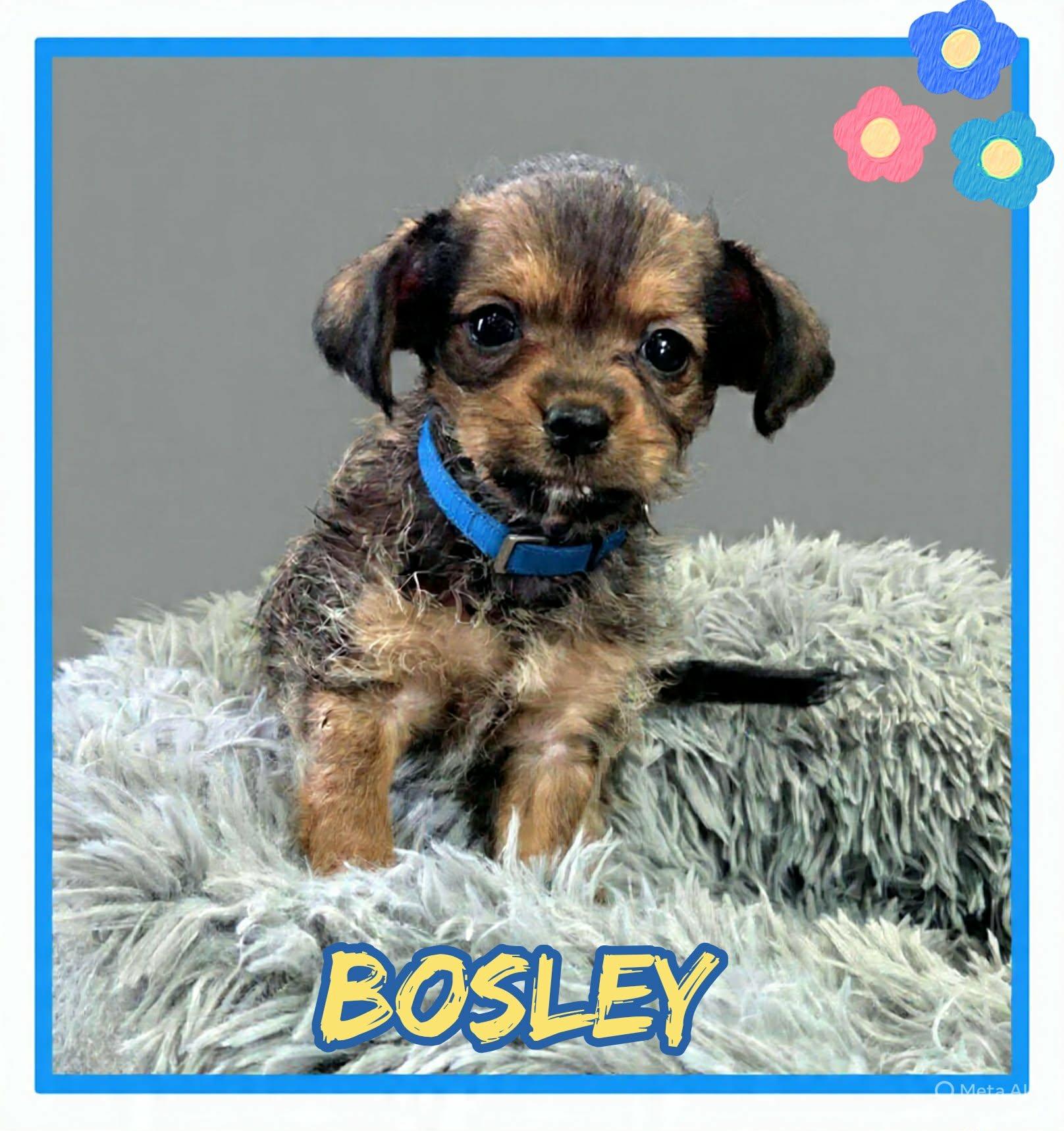 Bosley, a ADOPTABLE mixed breed in Grove, OK image 4/5