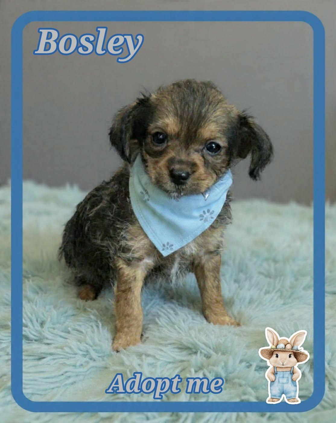 Bosley, a ADOPTABLE mixed breed in Grove, OK image 5/5