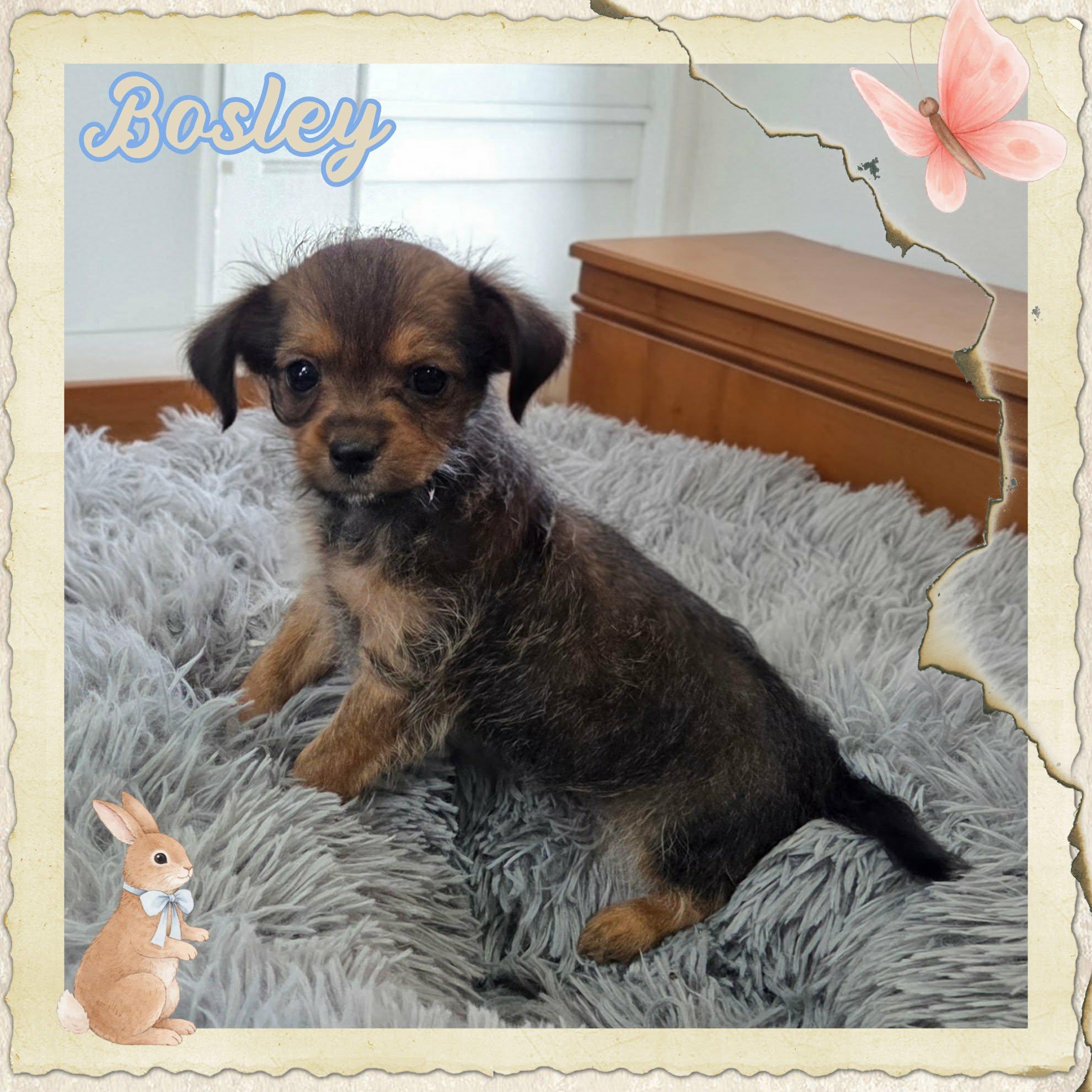 Bosley, a ADOPTABLE mixed breed in Grove, OK image 3/5