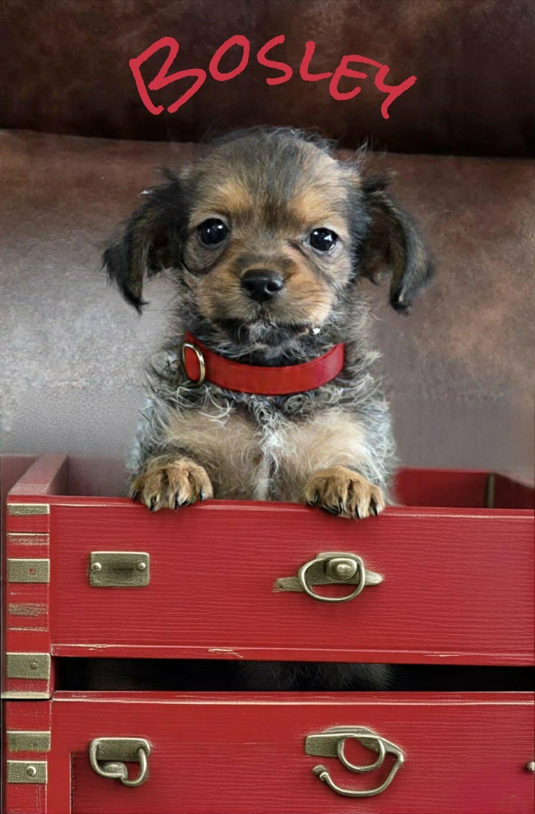 Bosley, ADOPTABLE, Puppy Male Malshi & Chihuahua.