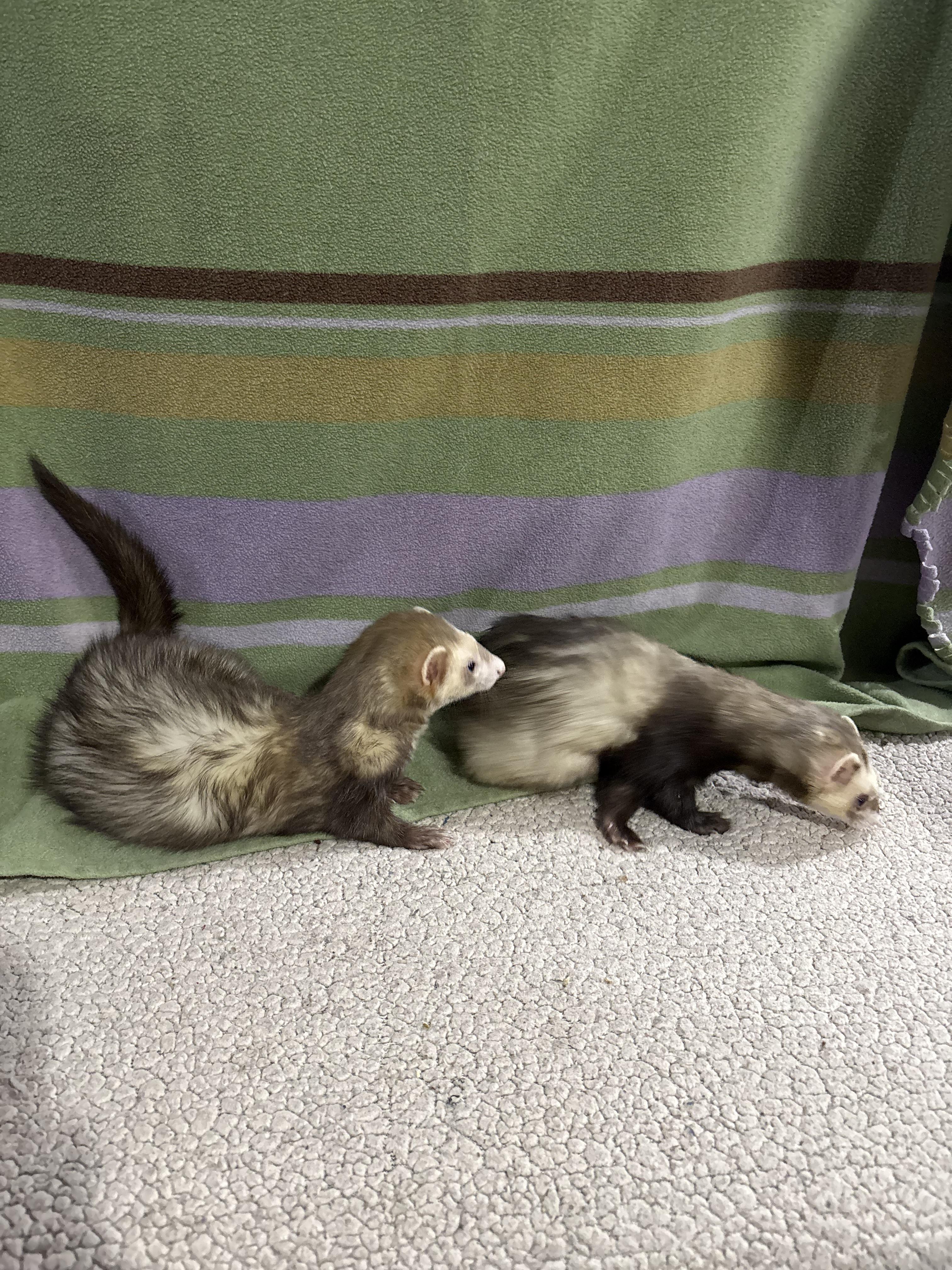 GIZMOandRICHARD, Adoptable, Adult Male Ferret.