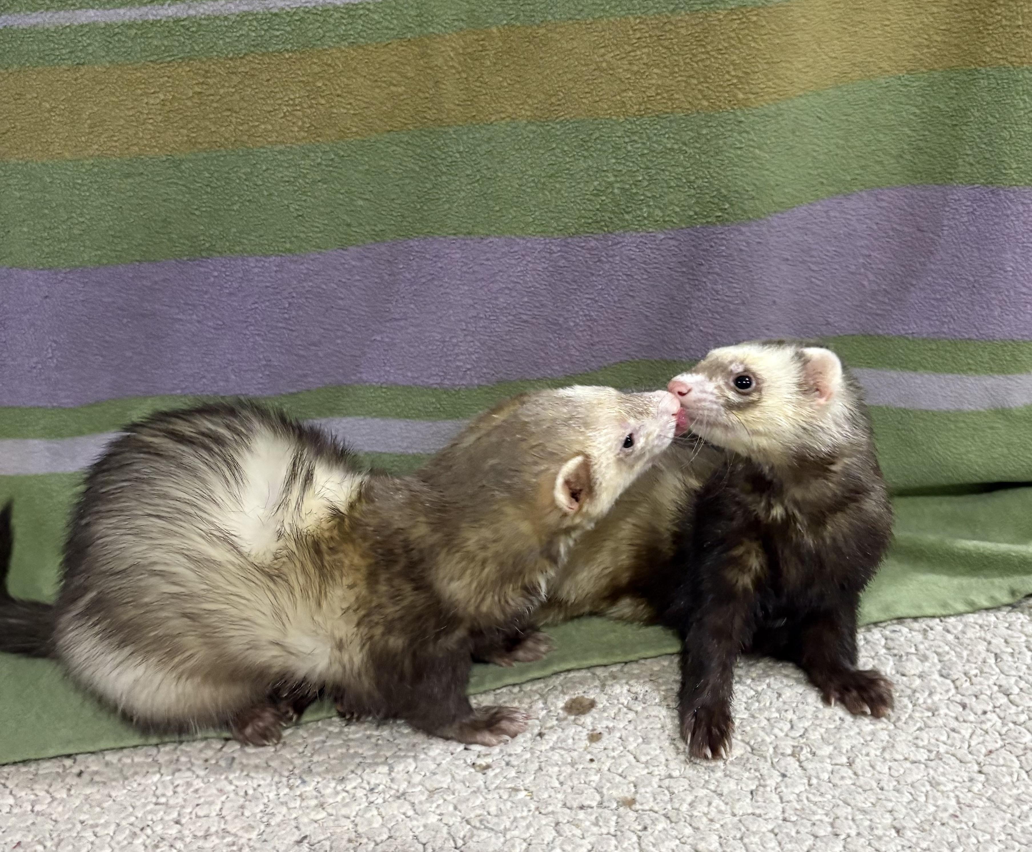 Enlarge GIZMOandRICHARD, a Adoptable Ferret in Grand Rapids, MI image 2/2