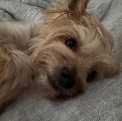 Enlarge Brady, a ADOPTABLE Yorkshire Terrier in Yorktown heights, NY image 3/5