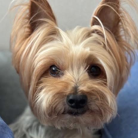 Brady, ADOPTABLE, Senior Male Yorkshire Terrier.