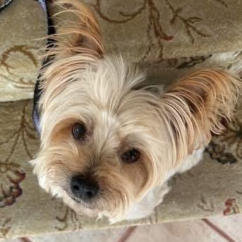 Enlarge Brady, a ADOPTABLE Yorkshire Terrier in Yorktown heights, NY image 2/5
