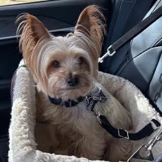 Enlarge Brady, a ADOPTABLE Yorkshire Terrier in Yorktown heights, NY image 4/5