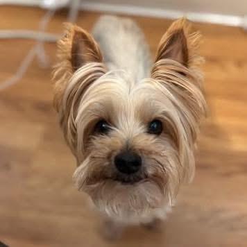 Enlarge Brady, a ADOPTABLE Yorkshire Terrier in Yorktown heights, NY image 5/5