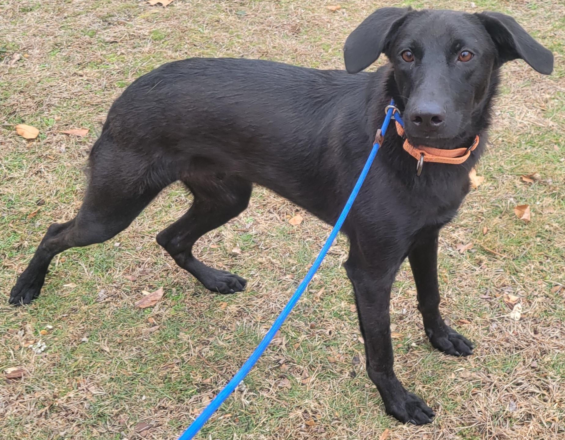 Enlarge Smoke, a ADOPTABLE mixed breed in Elwood, NJ image 3/3
