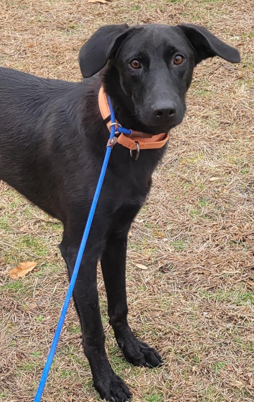Smoke, ADOPTABLE, Young Male Labrador Retriever & Australian Shepherd.