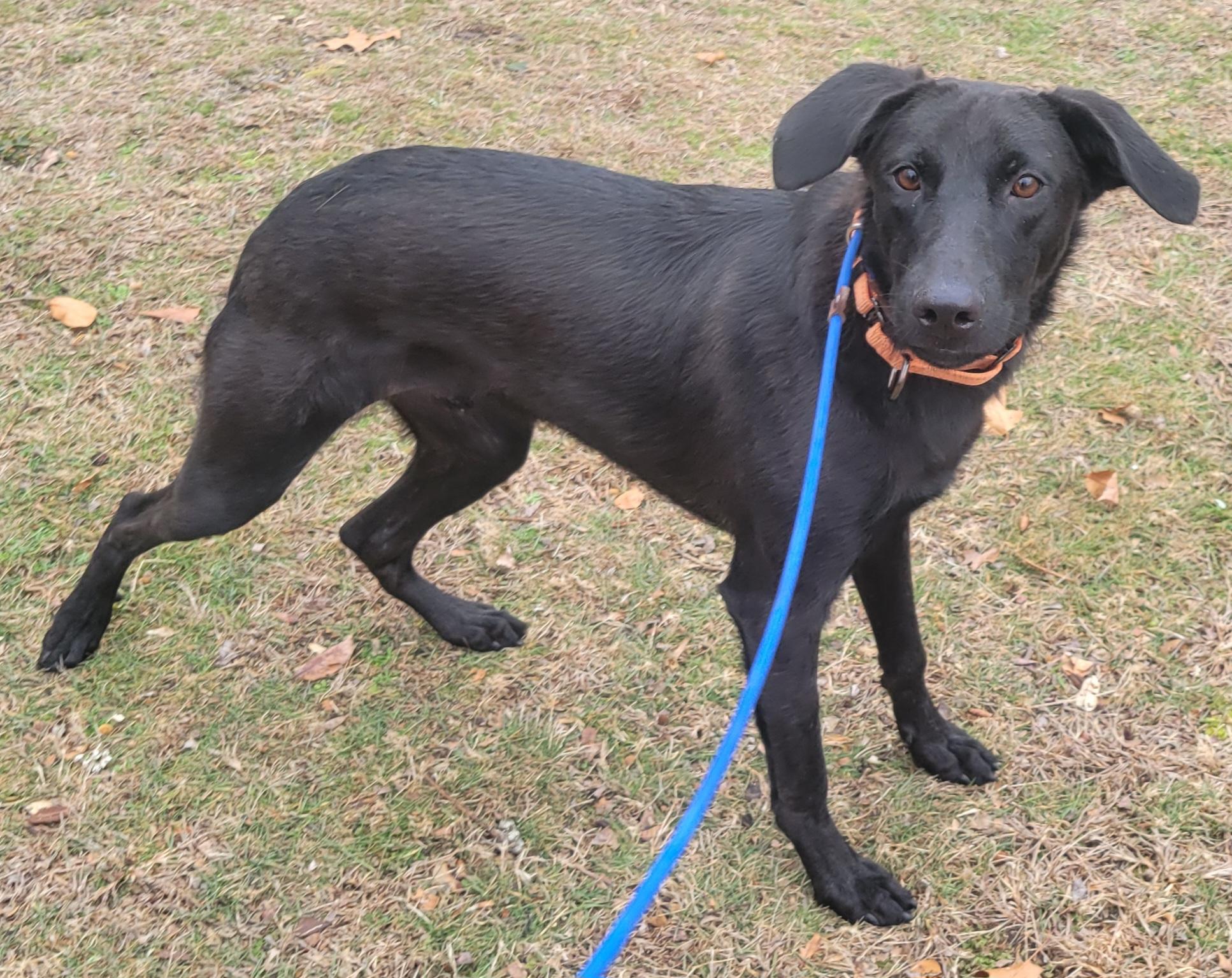Enlarge Smoke, a ADOPTABLE mixed breed in Elwood, NJ image 2/3