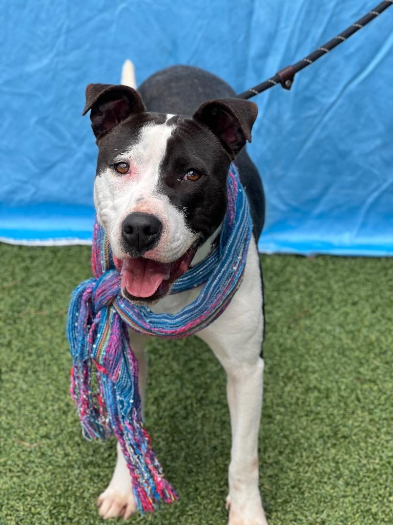 Elizabeth, a Adoptable mixed breed in Hartsville, SC image 1/6