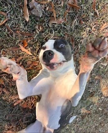 Elizabeth, a Adoptable mixed breed in Hartsville, SC image 2/6